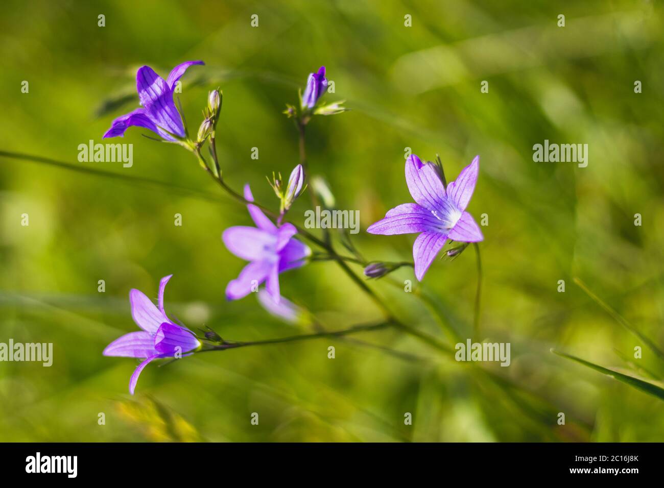 Campanula patula - spreading bellflower - beautiful purple flowers in the meadow Stock Photo