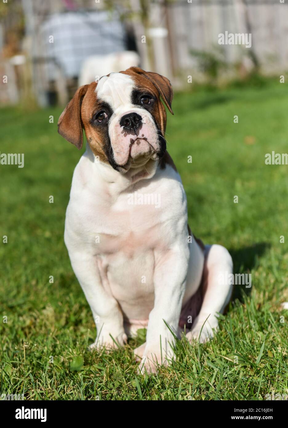 Funny red American Bulldog puppy on nature Stock Photo - Alamy, image size:936x1390