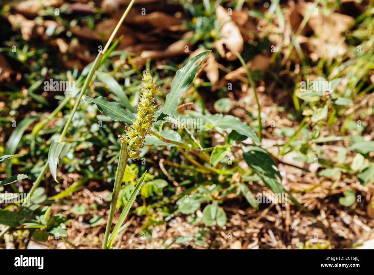 Southern sandbur (Cenchrus echinatus), aka spiny sandbur, southern sandspur and bur grass grows in a backyard, Asuncion, Paraguay Stock Photo