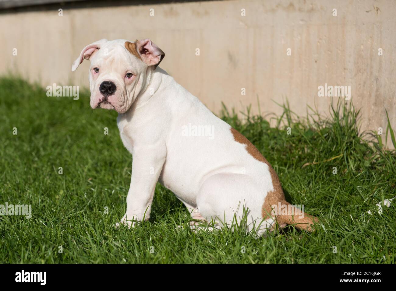 Cute American Bulldog puppy on nature Stock Photo - Alamy