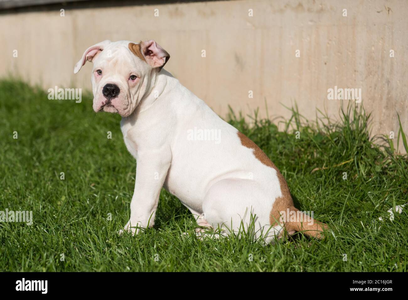 cute american bulldog