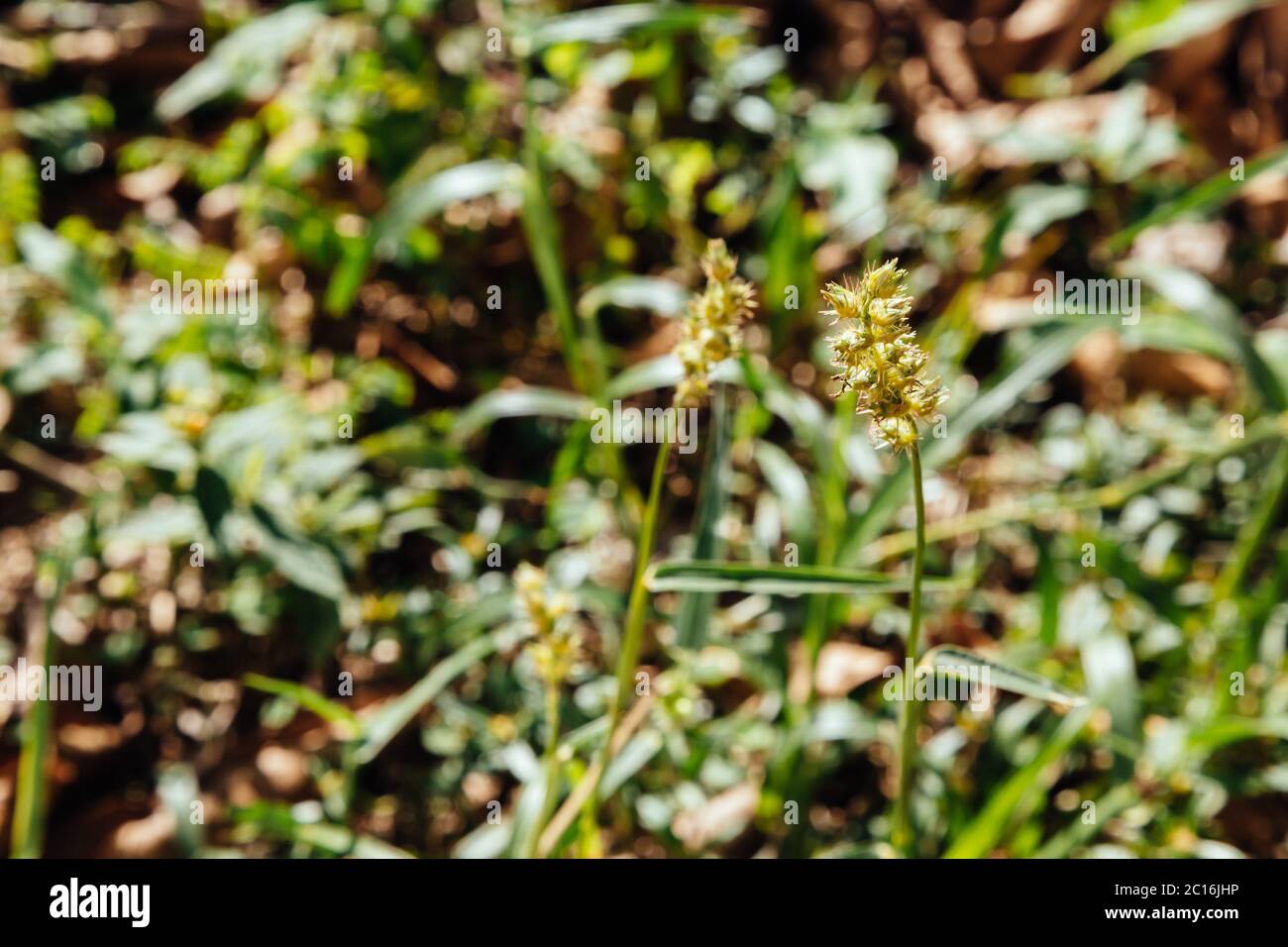 Southern sandbur (Cenchrus echinatus), aka spiny sandbur, southern sandspur and bur grass grows in a backyard, Asuncion, Paraguay Stock Photo
