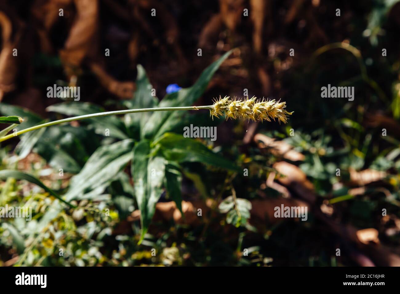 Southern sandbur (Cenchrus echinatus), aka spiny sandbur, southern sandspur and bur grass grows in a backyard, Asuncion, Paraguay Stock Photo