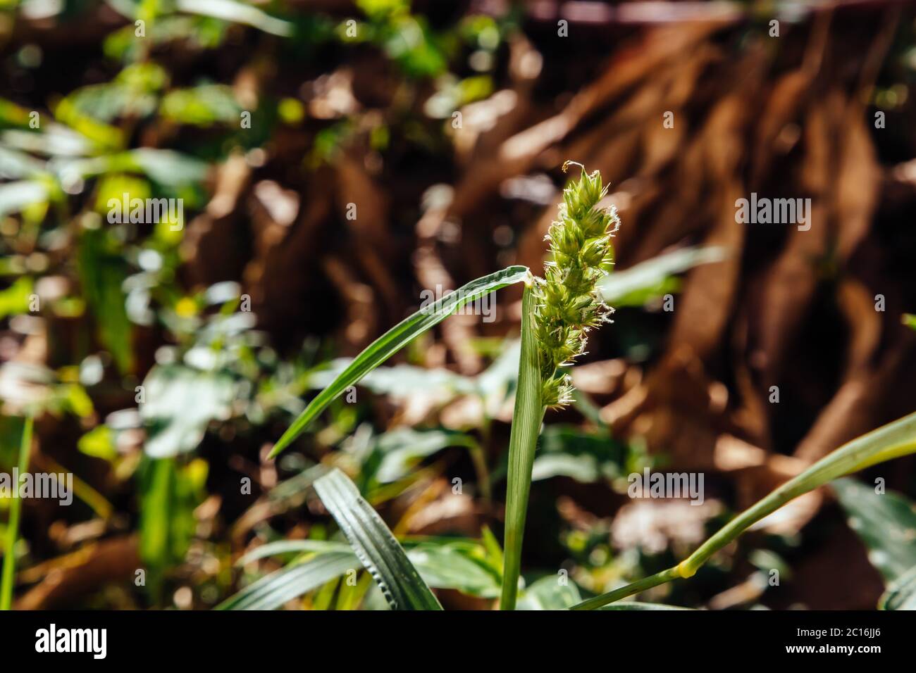 Southern sandbur (Cenchrus echinatus), aka spiny sandbur, southern sandspur and bur grass grows in a backyard, Asuncion, Paraguay Stock Photo