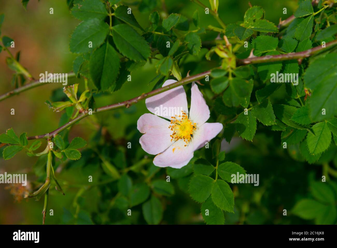Wild rose flower. Stock Photo