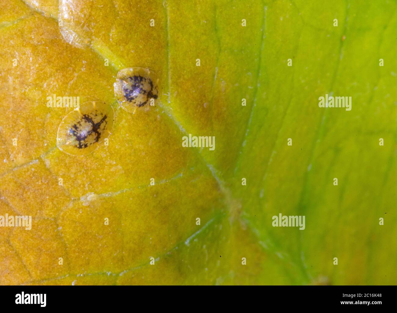 Macrophotography of Diaspididae insects on leaf vessel. Armored scale insects at home plants. Insects suck plant. Infested. Stock Photo