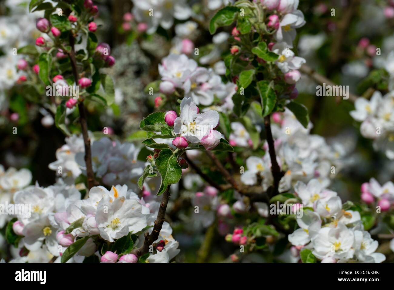 Apelblüte in weiß, pink mit unscharfem Hintergrund Stock Photo
