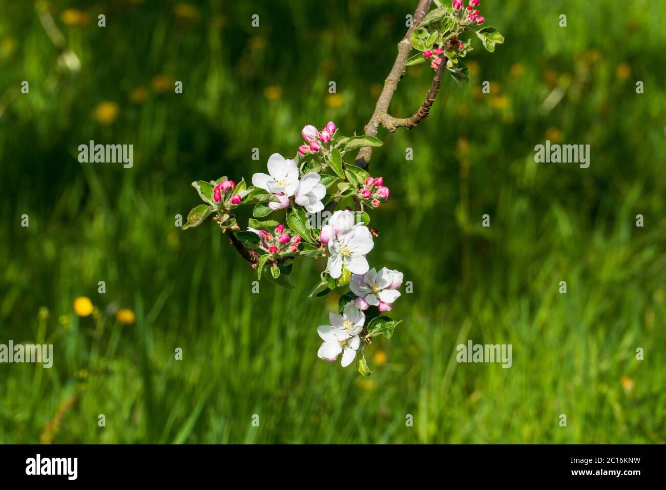 Apelblüte in weiß, pink mit unscharfem Hintergrund Stock Photo