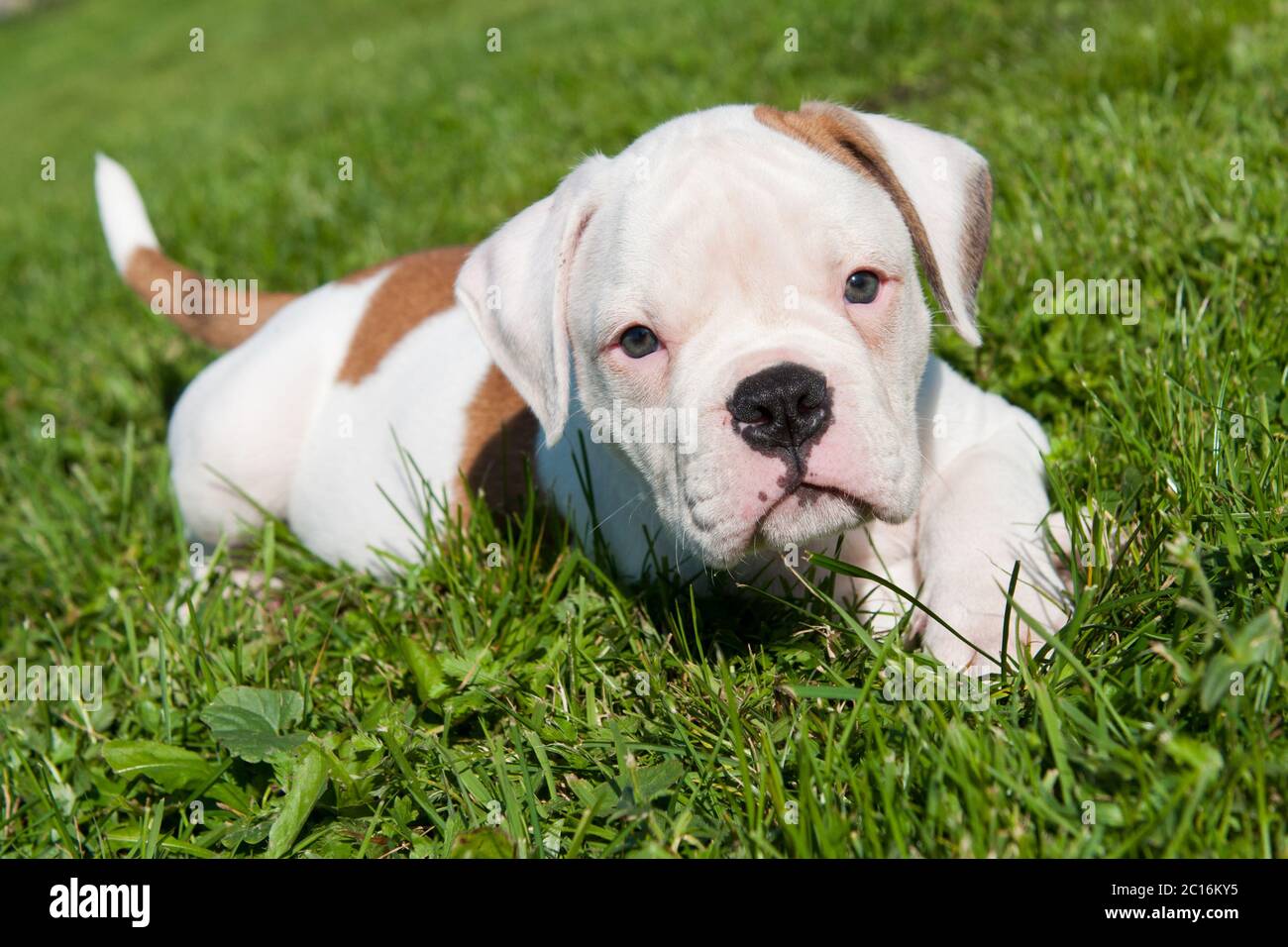 White American Bulldog Puppy On High Resolution Stock Photography And Images Alamy