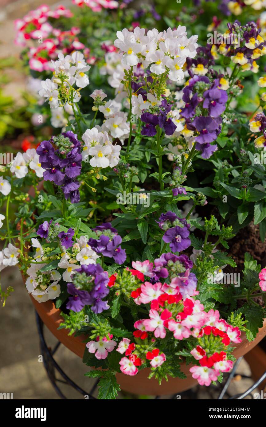 Nemesia strumosa hires stock photography and images Alamy