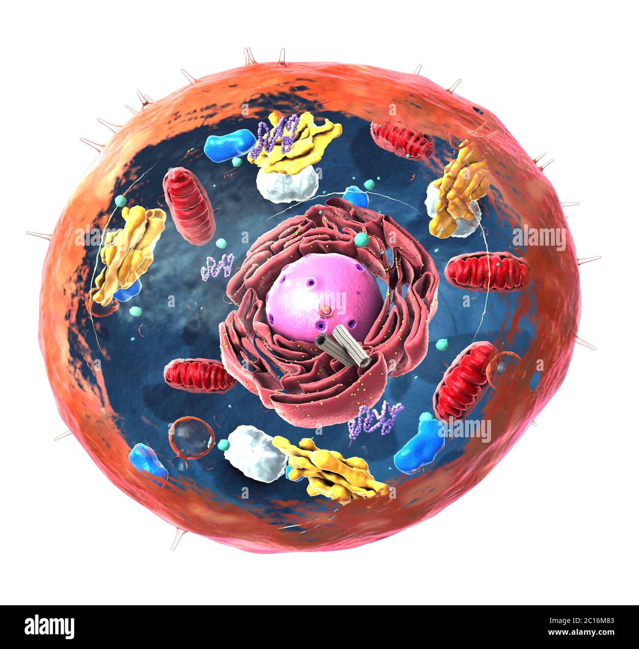 Components of Eukaryotic cell, nucleus and organelles and plasma membrane - 3d illustration Stock Photo