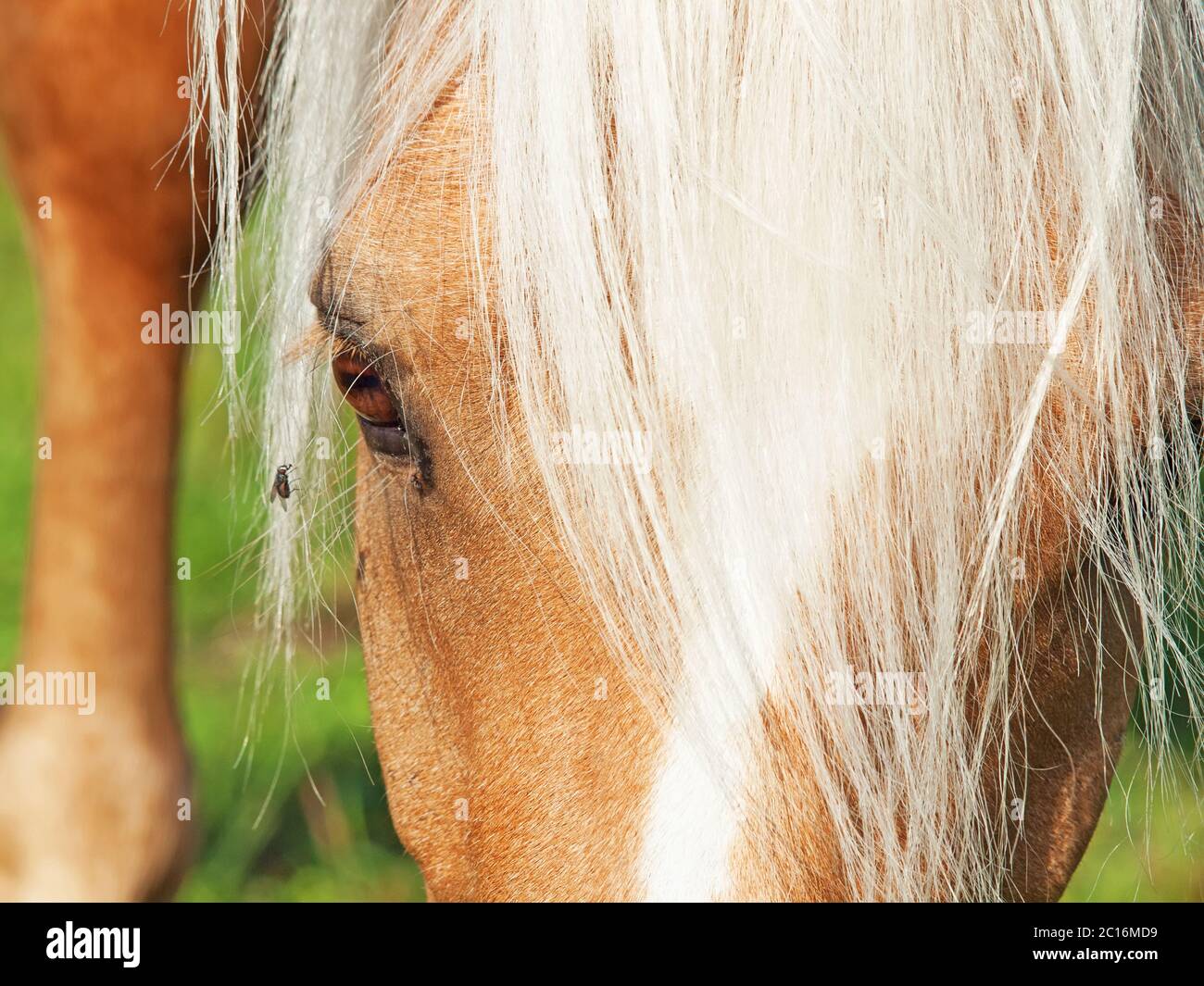 palomino welsh pony and fly. close up Stock Photo