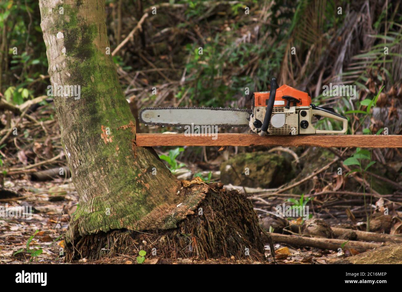Chainsaw on wood used for cutting down trees in the forest in Sumatra