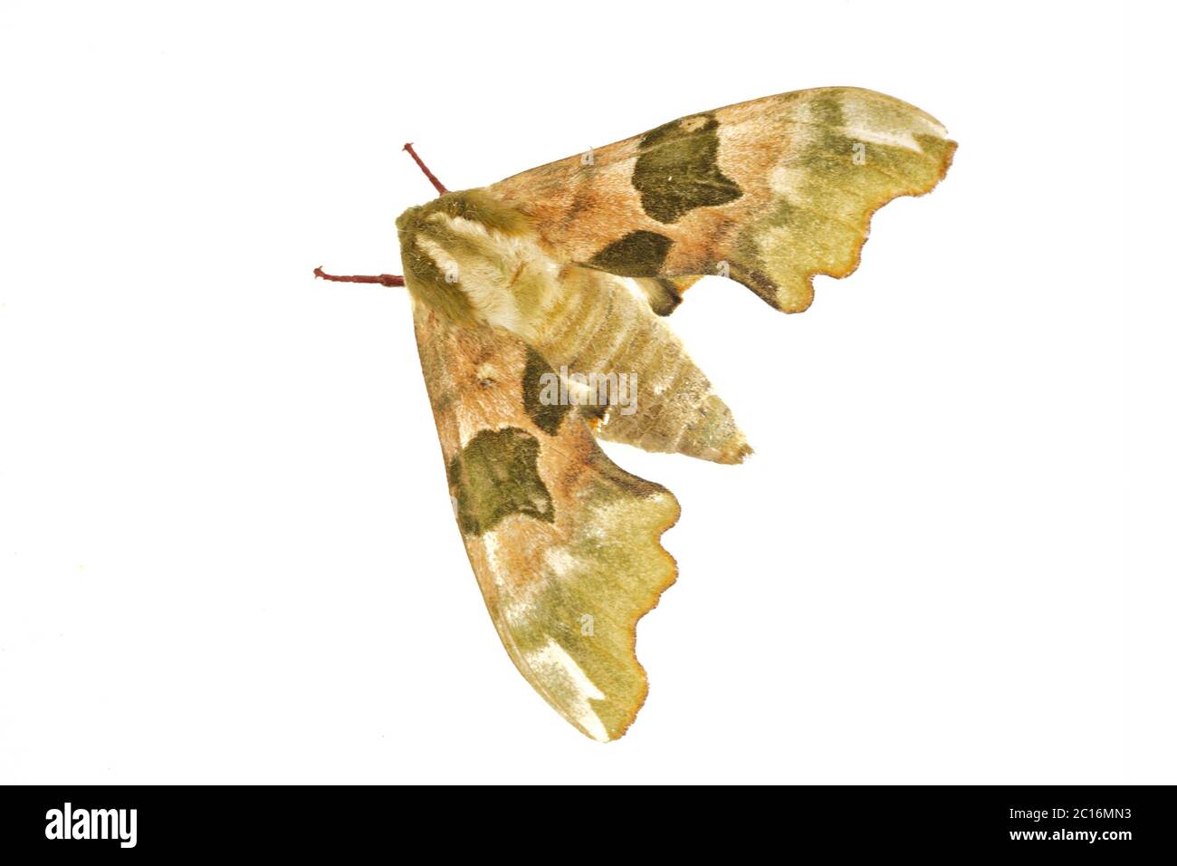 Lime hawk-moth (Mimas tiliae) on a white background Stock Photo