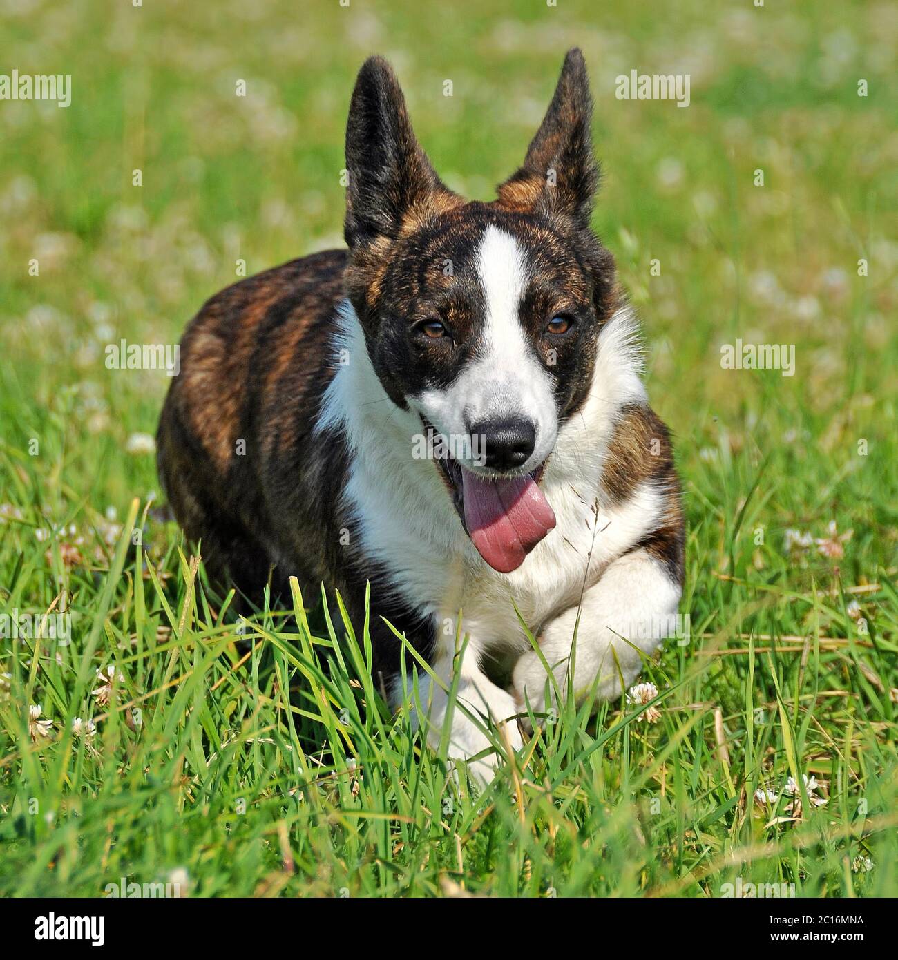 Welsh Cardigan Corgi dog on the grass Stock Photo