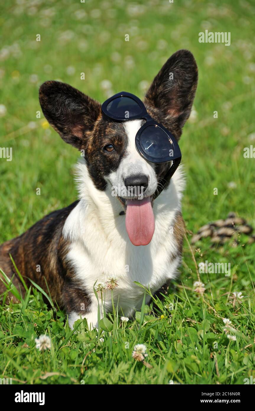 funny Welsh Cardigan Corgi dog in sunglasses Stock Photo