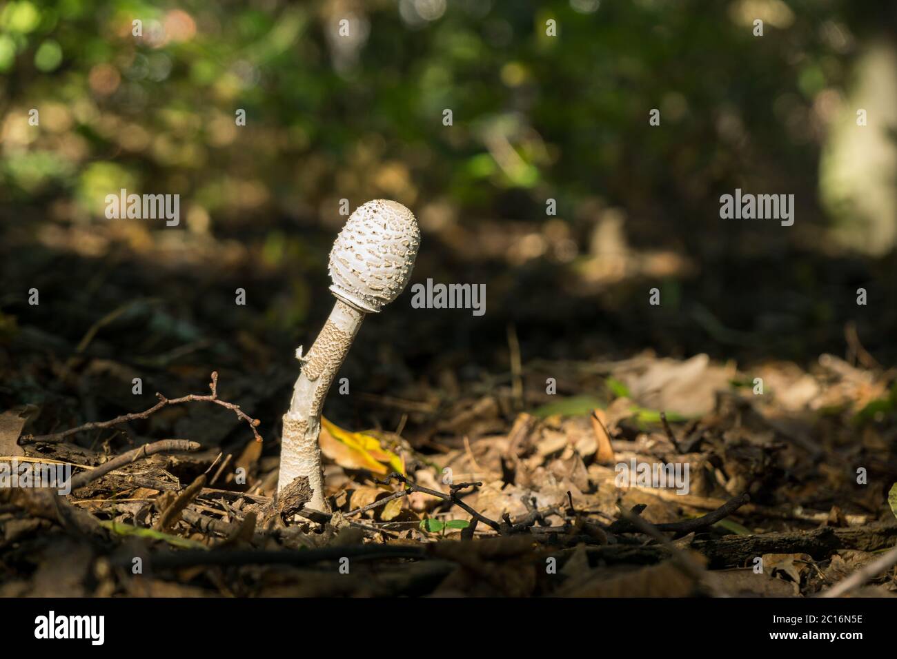 Young parasol mushroom in the forest. Stock Photo