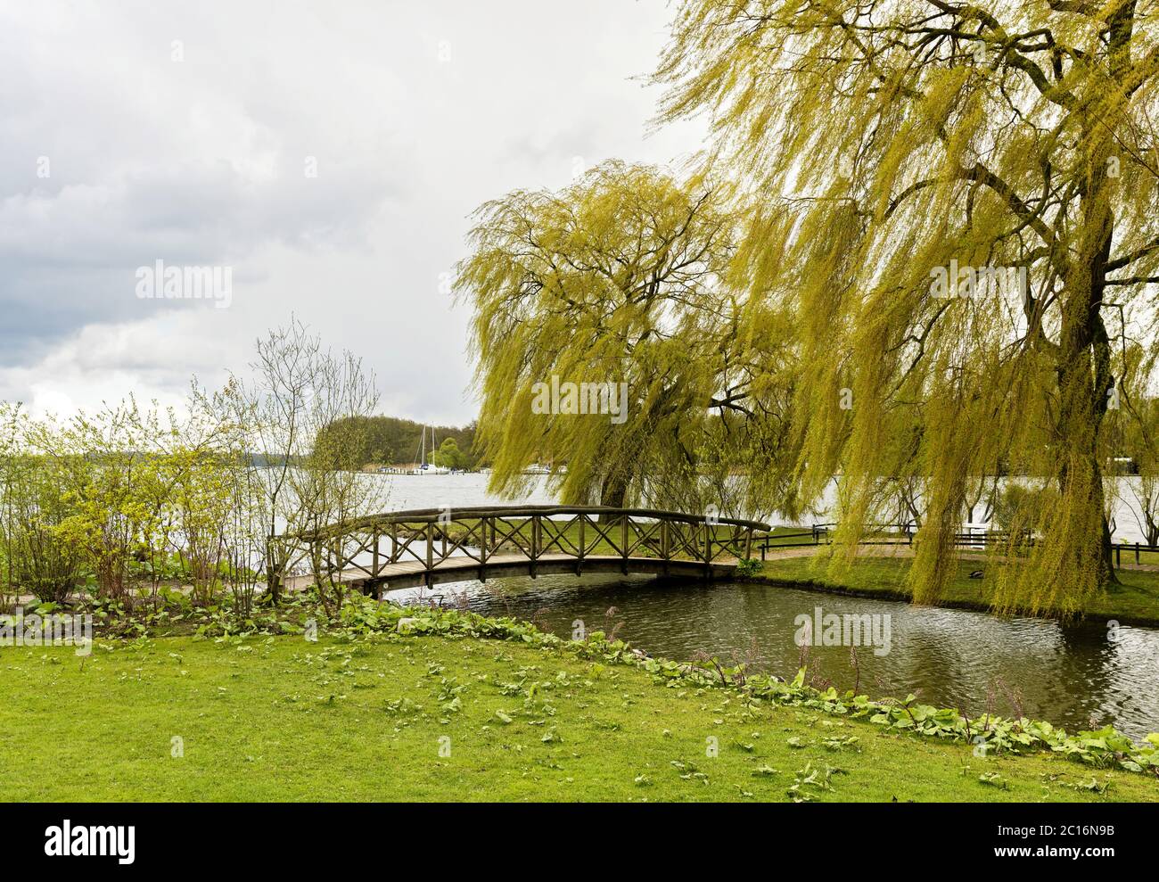 Weeping willow by the lake Stock Photo