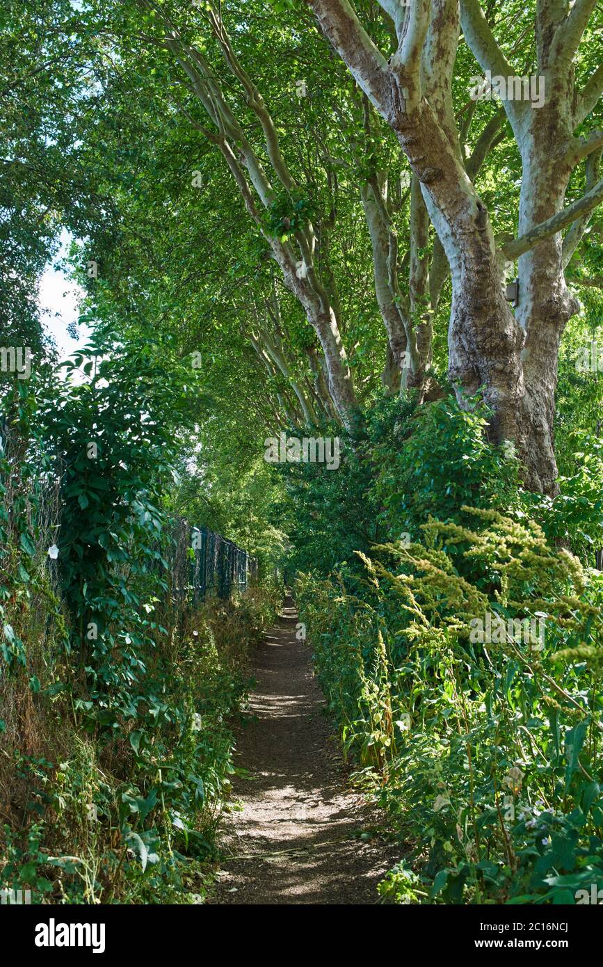Wooded path along the edge of Tottenham Marshes, North London UK, in summertime Stock Photo
