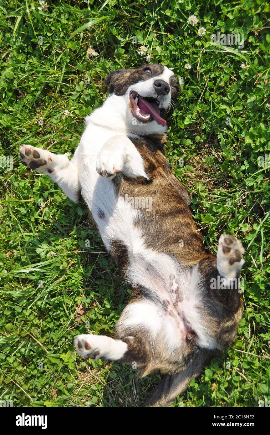 Welsh Cardigan Corgi dog top view on grass Stock Photo