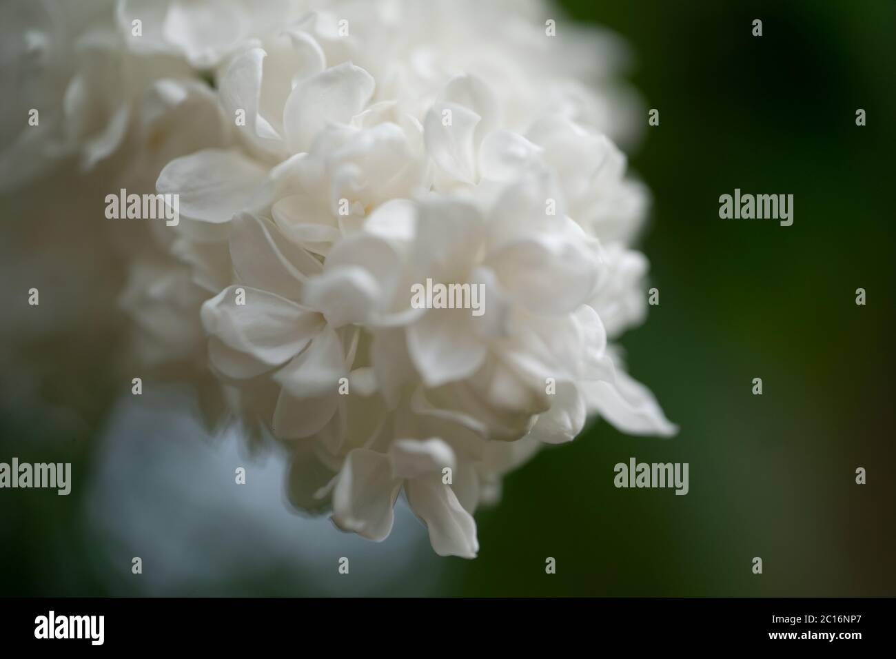 White lilac flower (Syringa vulgaris) 'Alba', UK Stock Photo