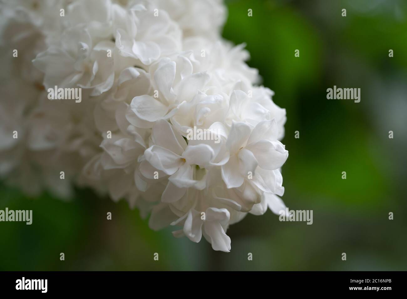 White lilac flower (Syringa vulgaris) 'Alba', UK Stock Photo