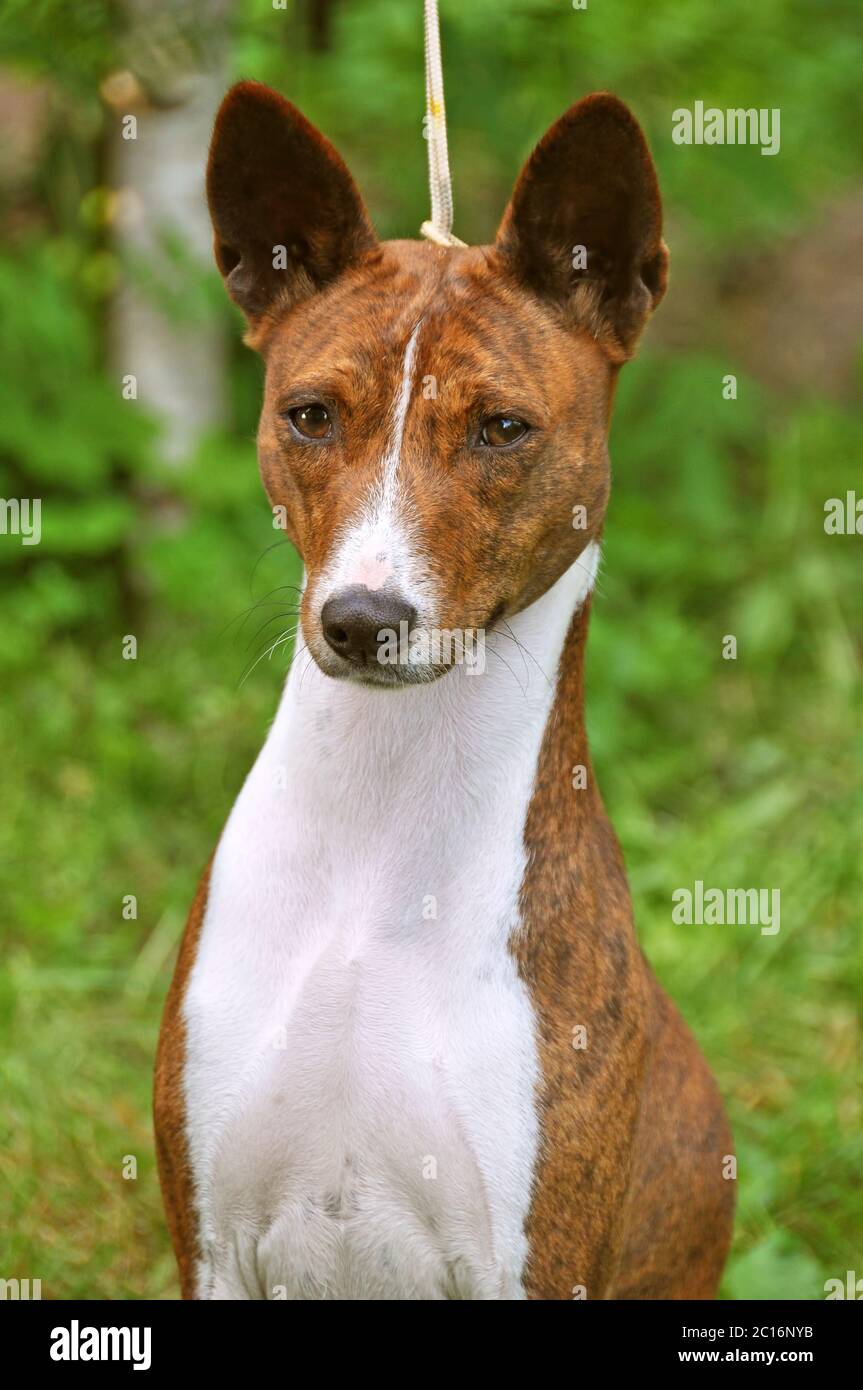 Basenji breed dog on a leash. Portrait Stock Photo - Alamy