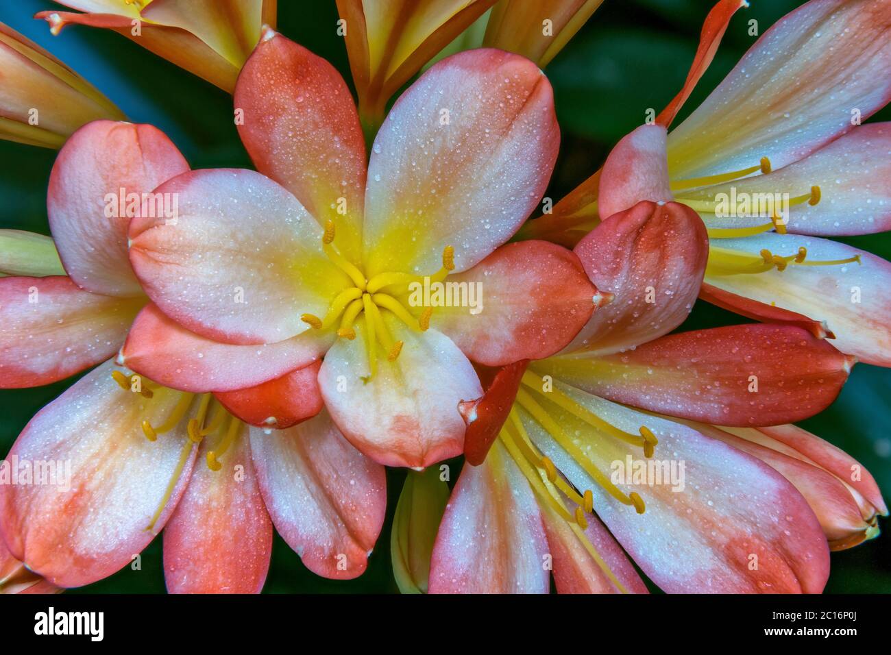 Clivia, Amaryllidaceae, Kaffir Lily, Cypress Garden, Mill Valley, California Stock Photo