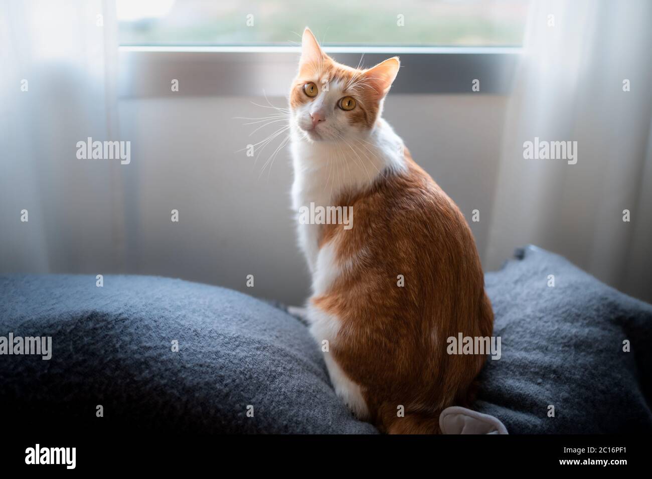 brown and white cat sitting on a sofa by the window, looks back Stock ...