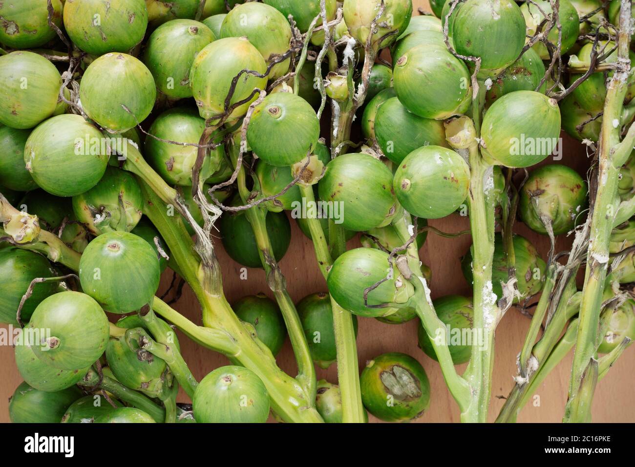 betel nut with detailed. Stock Photo