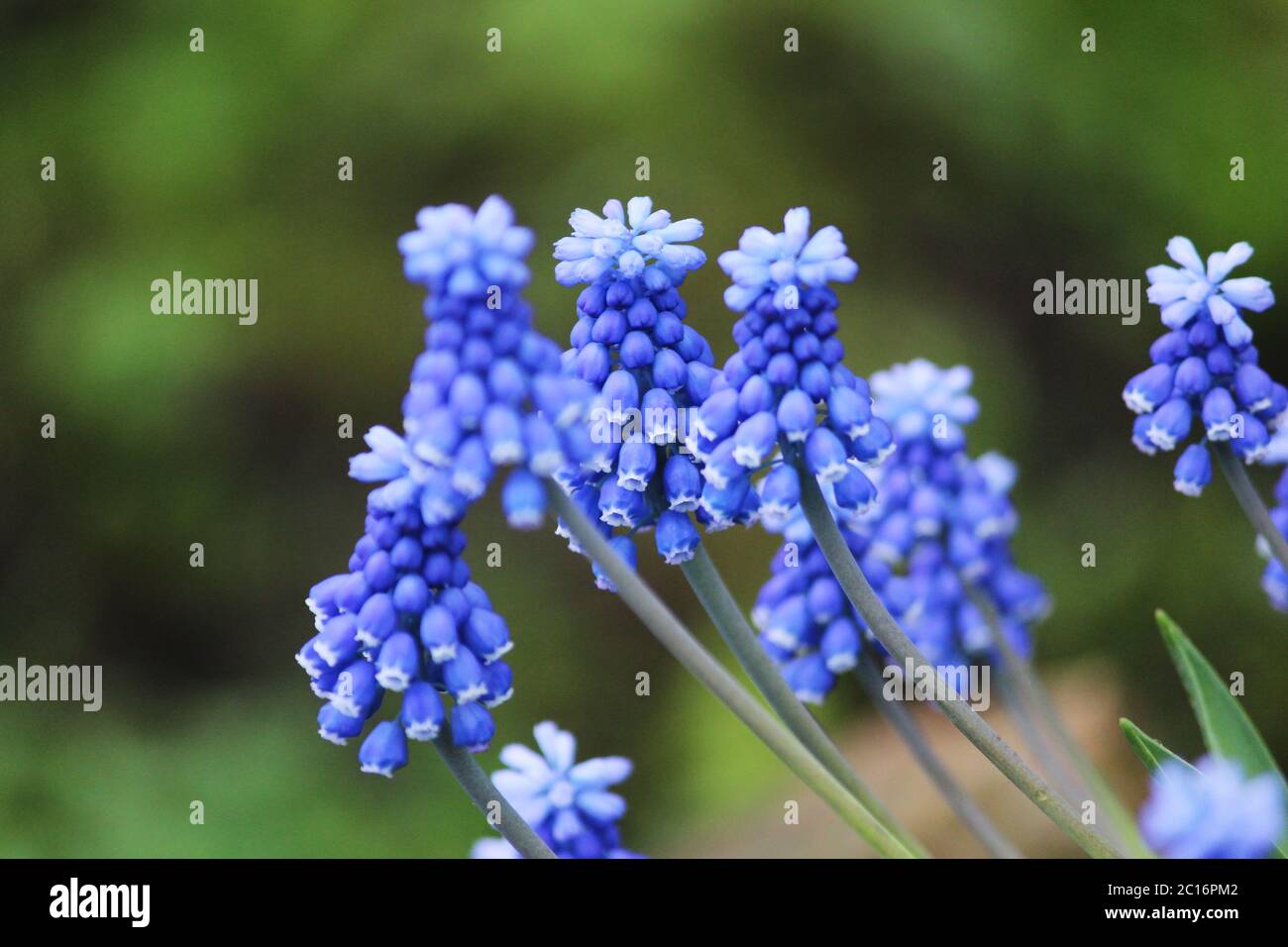Blue flowers of Muscari mouse hyacinth in spring. Stock Photo