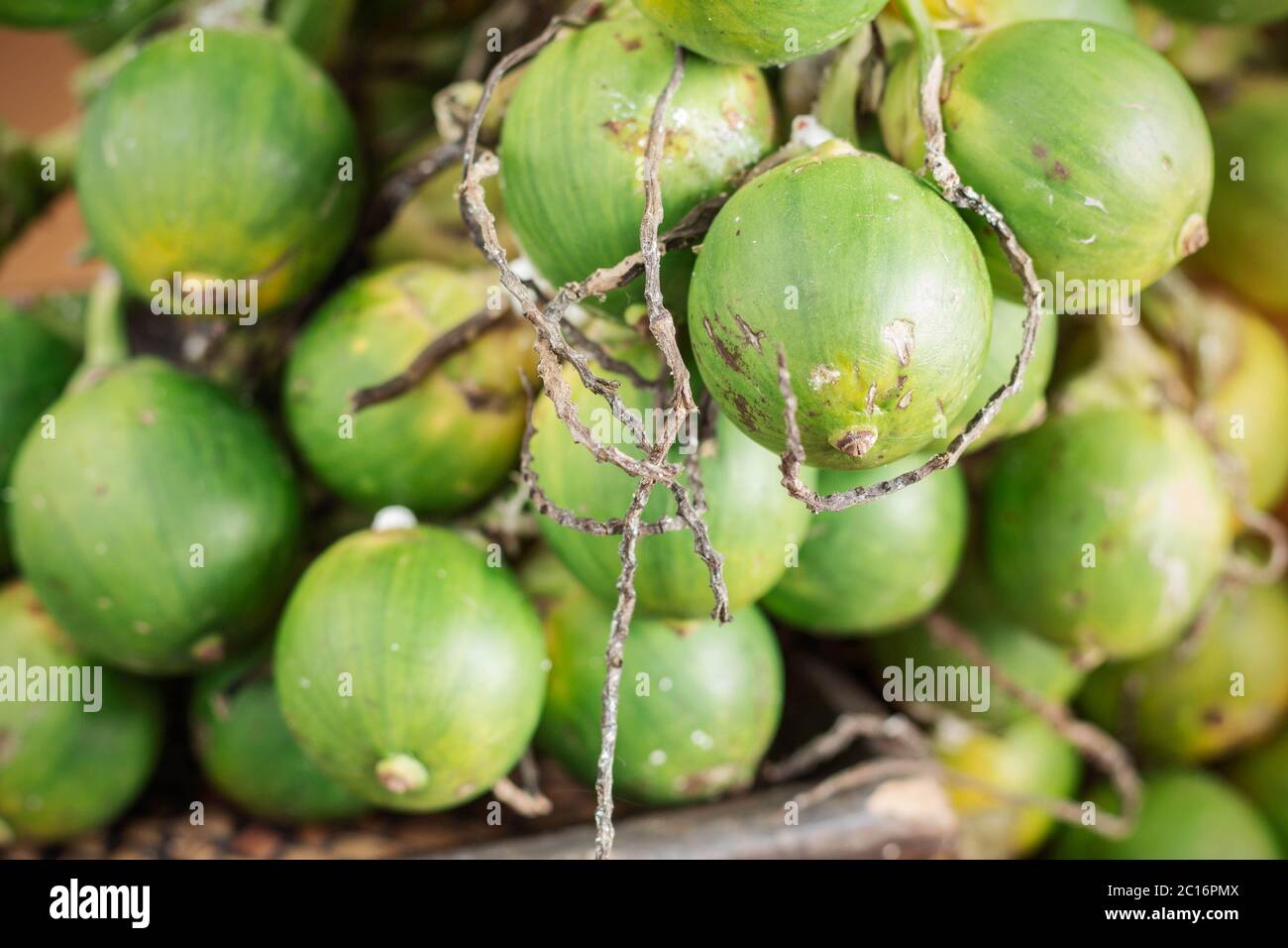 betel nut for people. Stock Photo