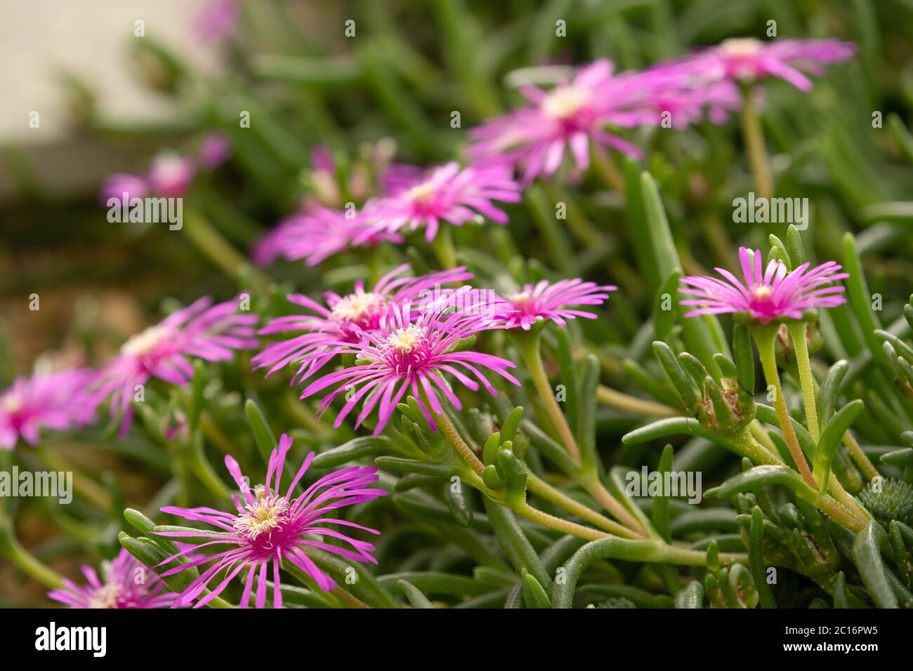 Pink Cooper's ice plant with long thin petals, Harrogate, North Yorkshire, England, UK. Stock Photo