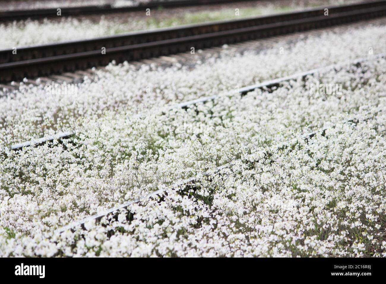 Railway and white flowers of a shepherd’s bag Stock Photo - Alamy