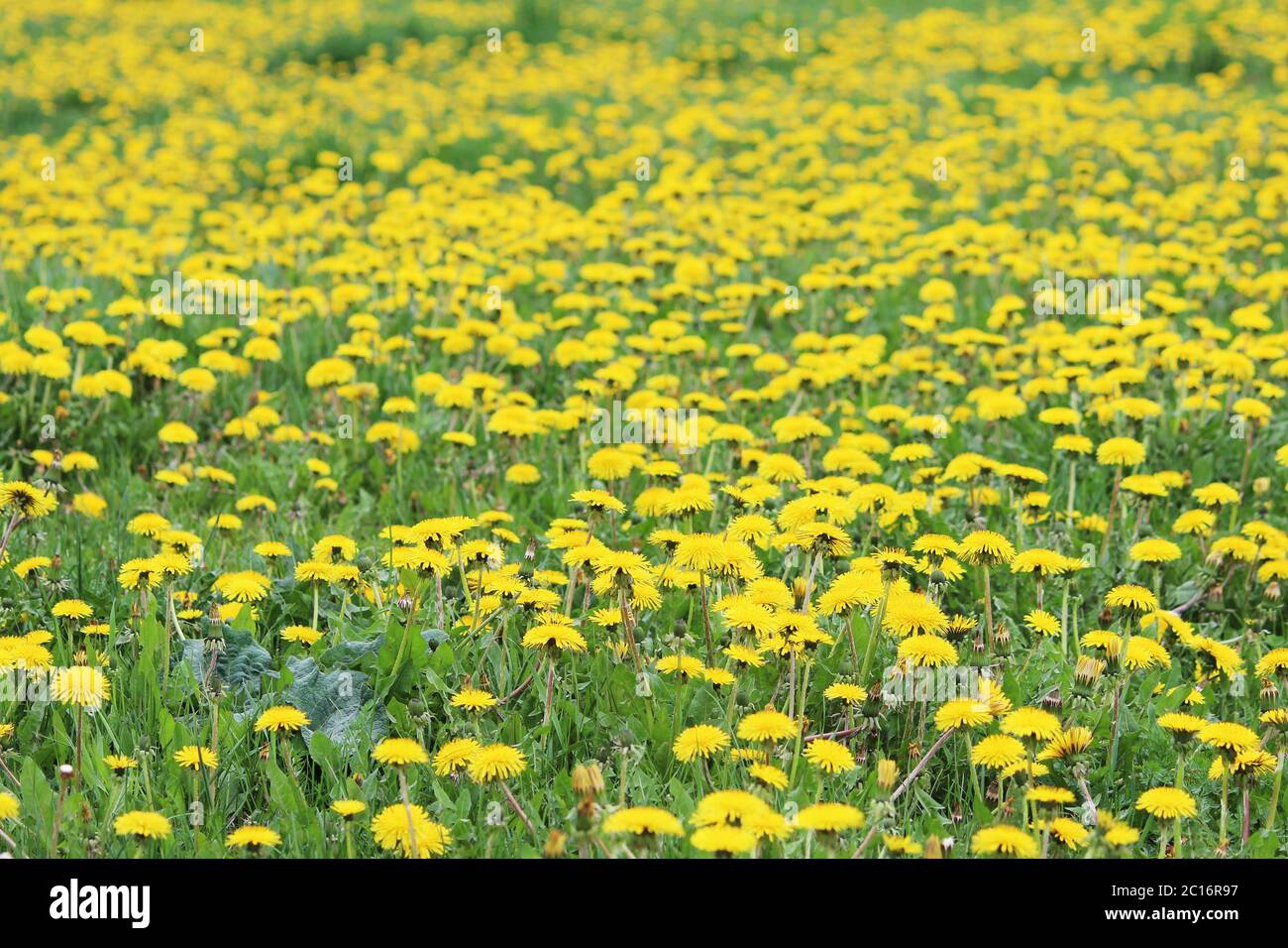 Field of blooming beautiful yellow flowers dandelions Stock Photo - Alamy
