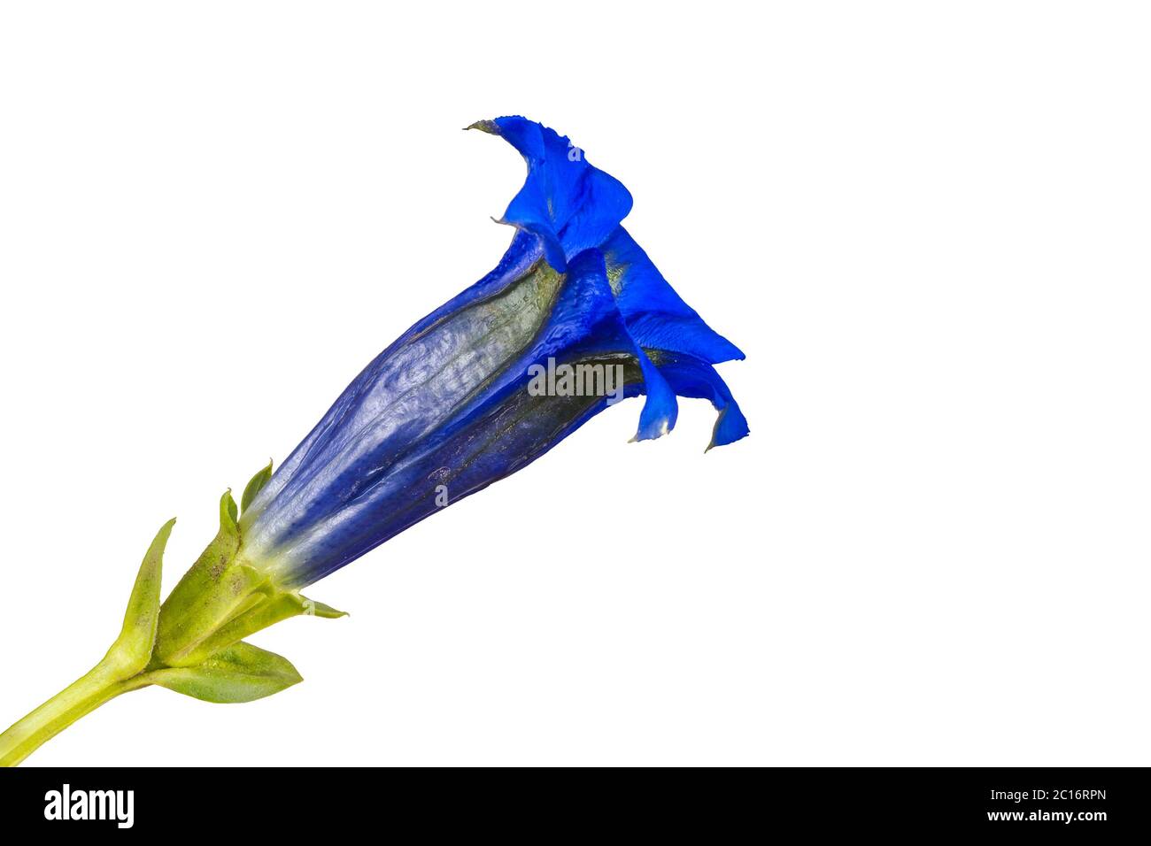 Gentiana flower on a white background Stock Photo