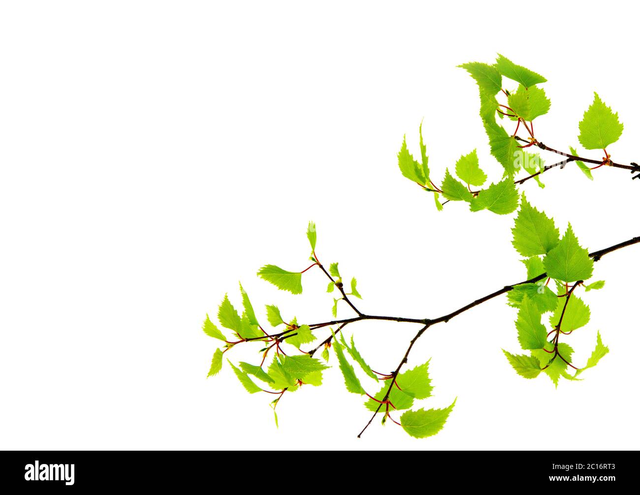 Birch leaves isolated on the white background Stock Photo - Alamy