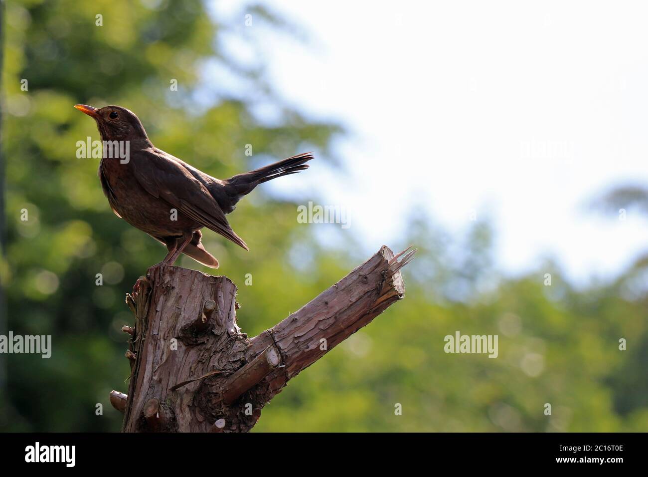 Eurasian blackbird on a tree stump Stock Photo