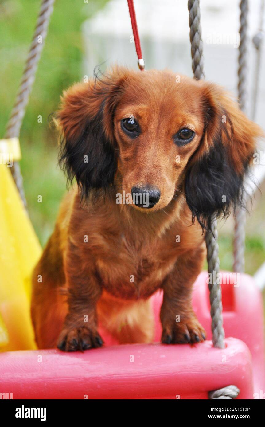 cute long haired dachshund