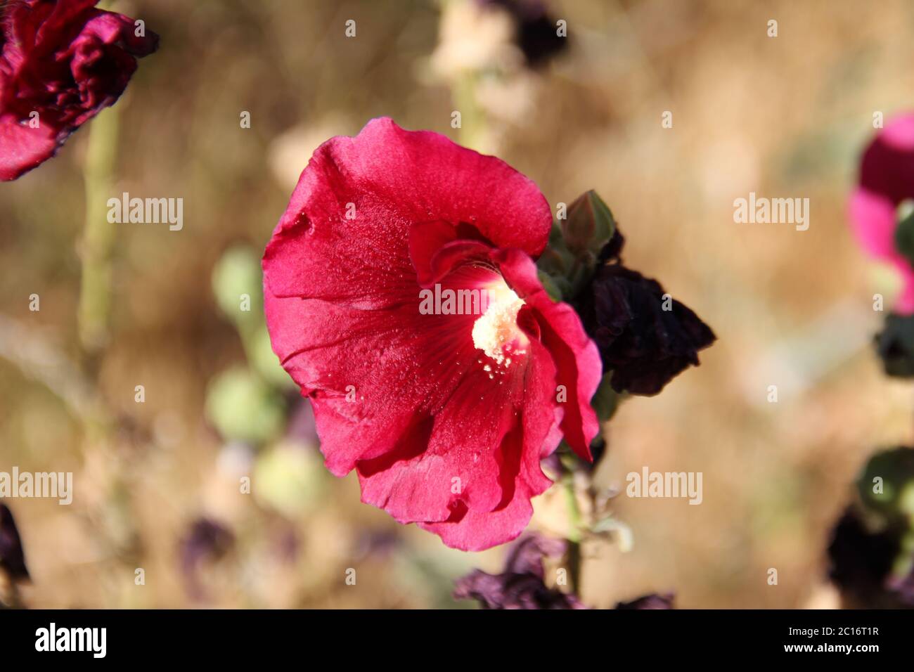 Sierra Nevada in Spain Stock Photo Alamy Sierra Nevada in Spain Stock Photo Alamy
