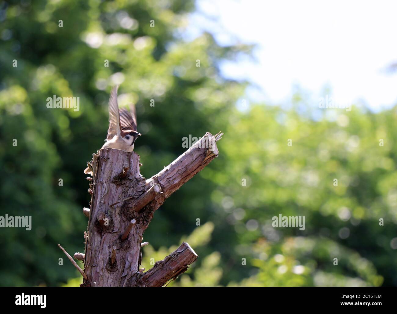 House sparrow on a tree stump in Germany Stock Photo