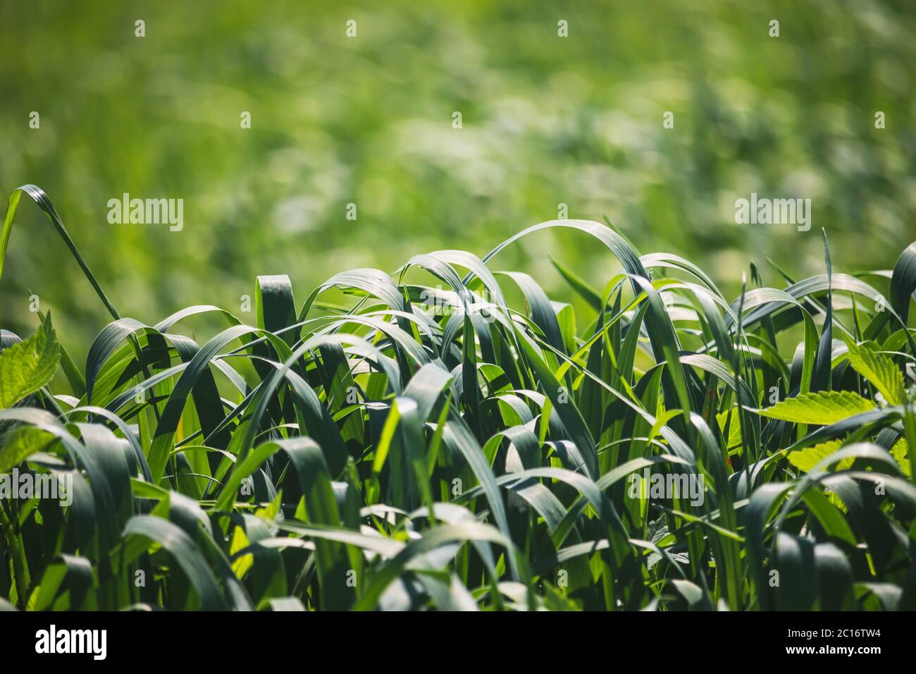meadow with long bent green grass - close up view Stock Photo