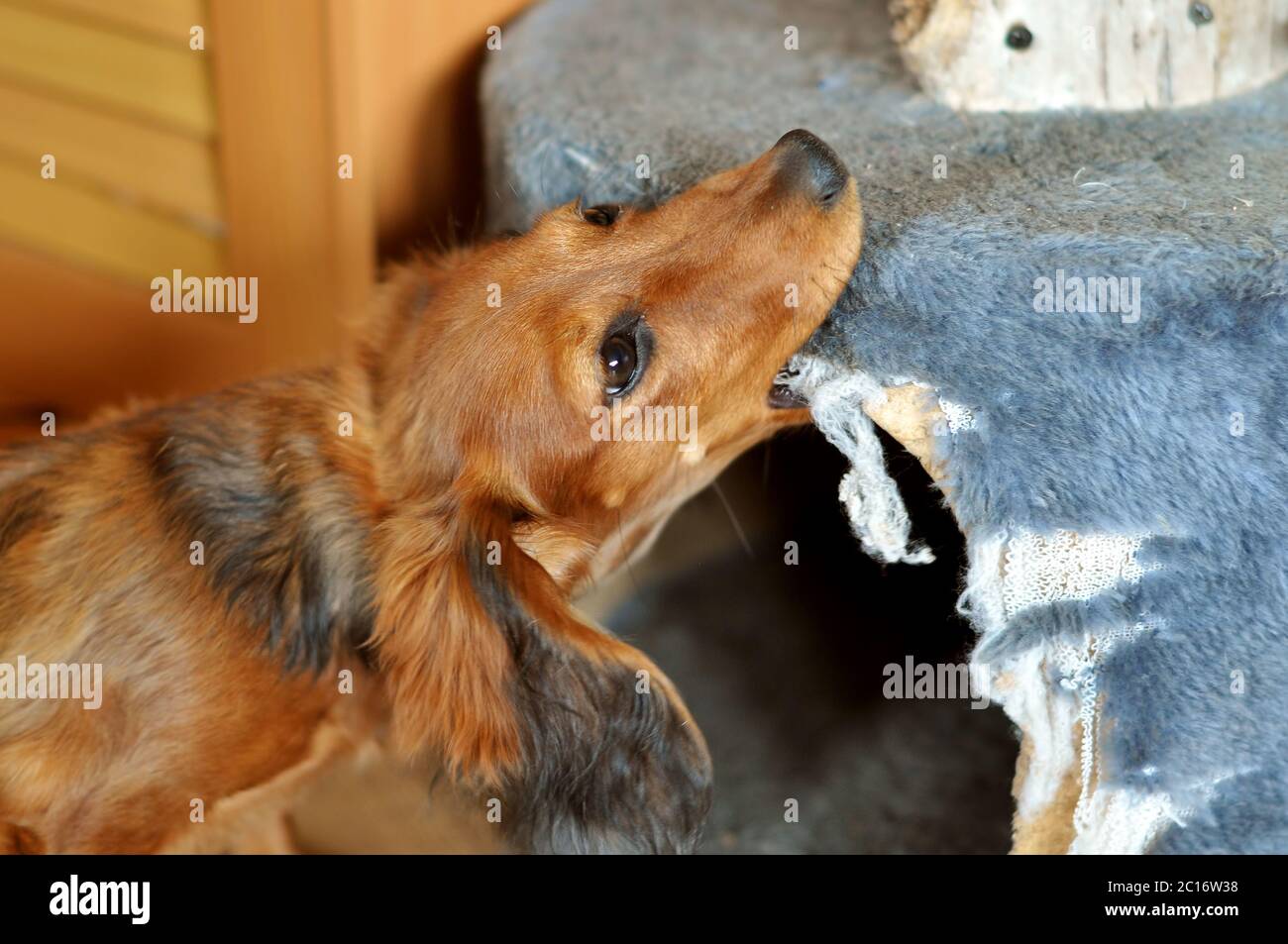 red long haired dachshund