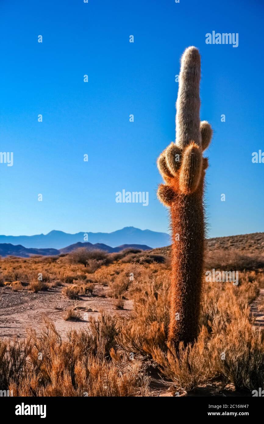 Cactus in a pampa Stock Photo