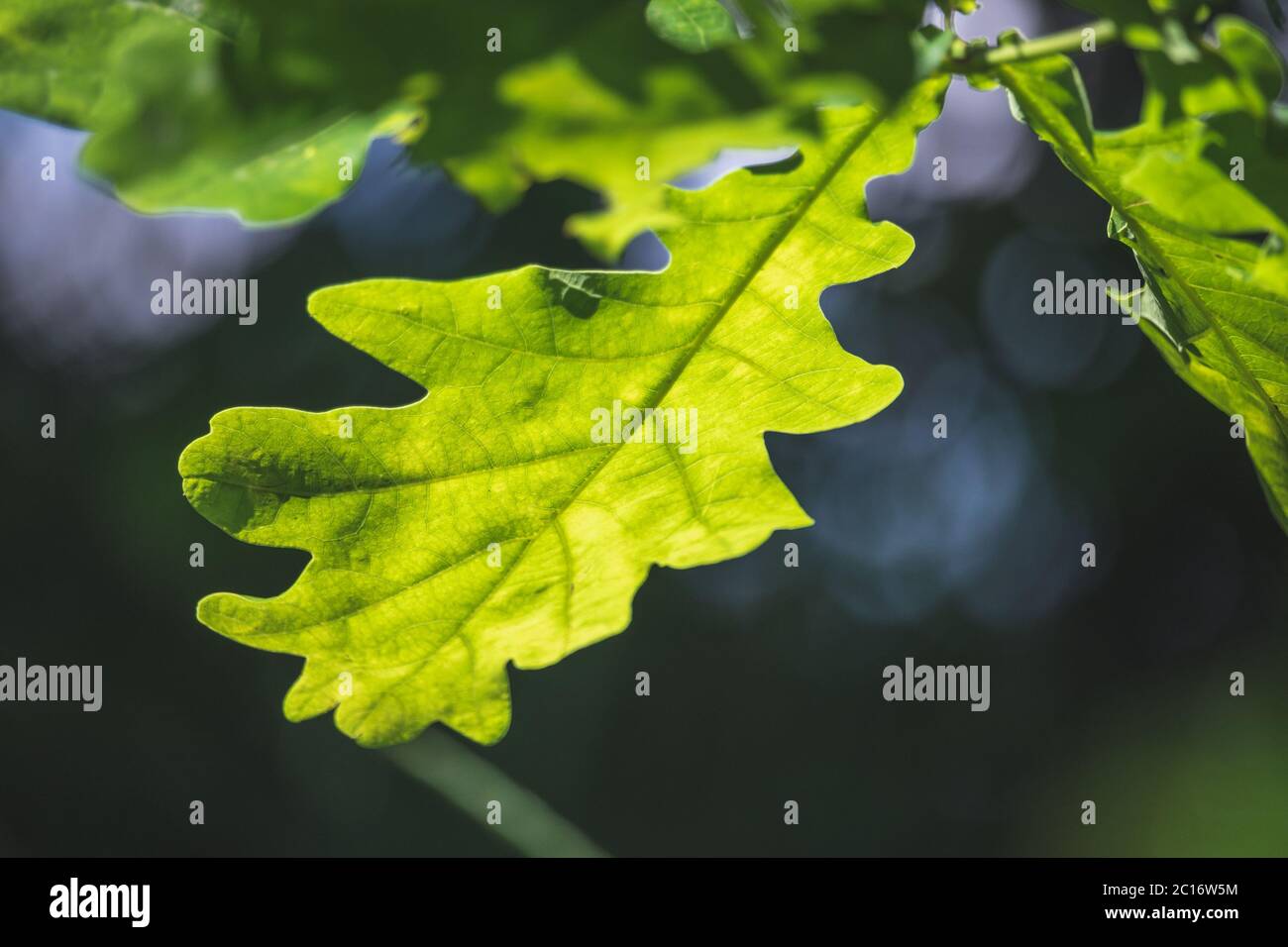 green oak leaf illuminated by the sun, close up view Stock Photo