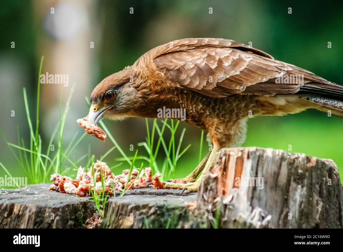 Patagonian Hawk feasting on leftovers Stock Photo