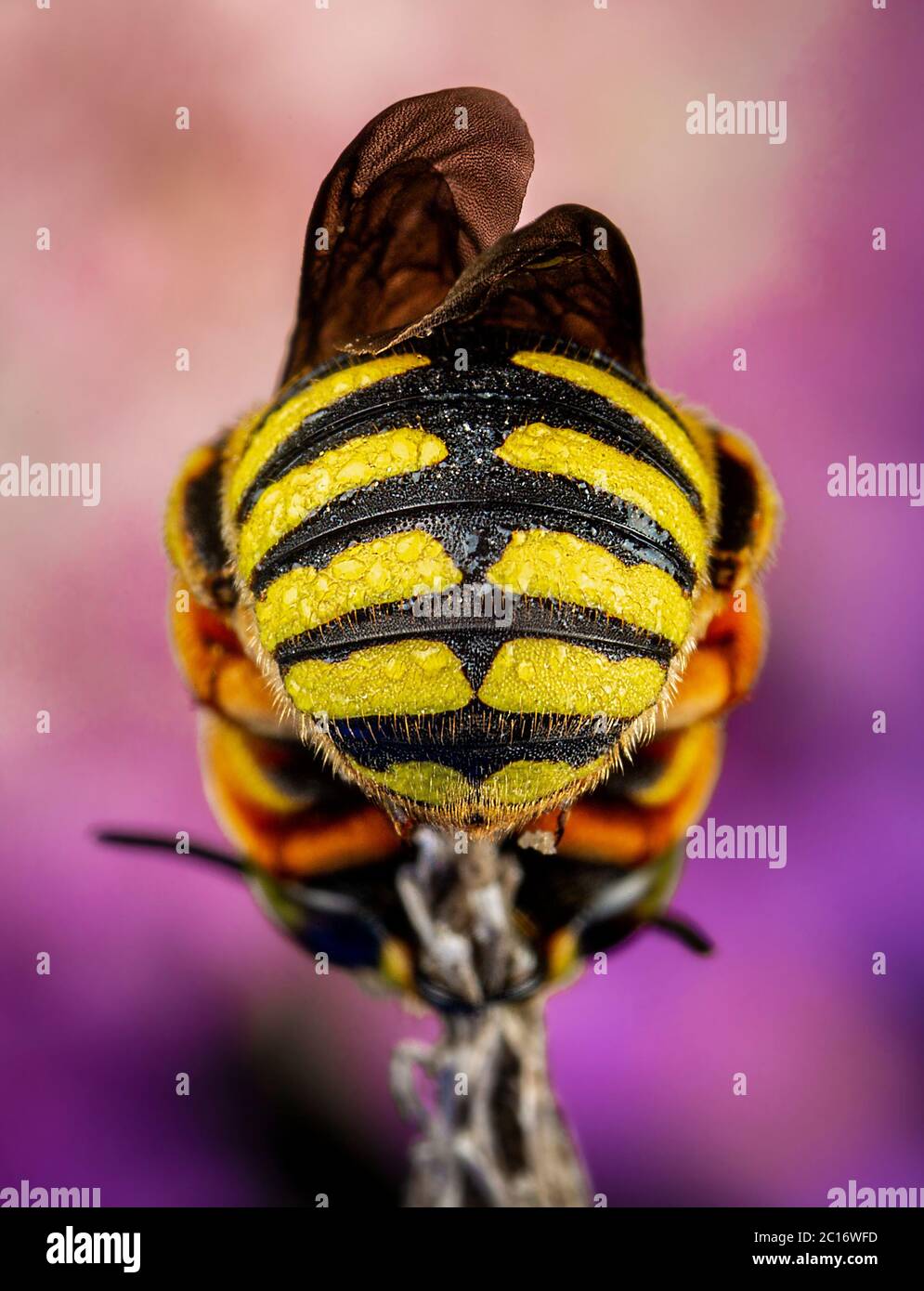 Anthidium florentinum manicatum sleeping attached to a branch with his powerful mandibles Stock Photo