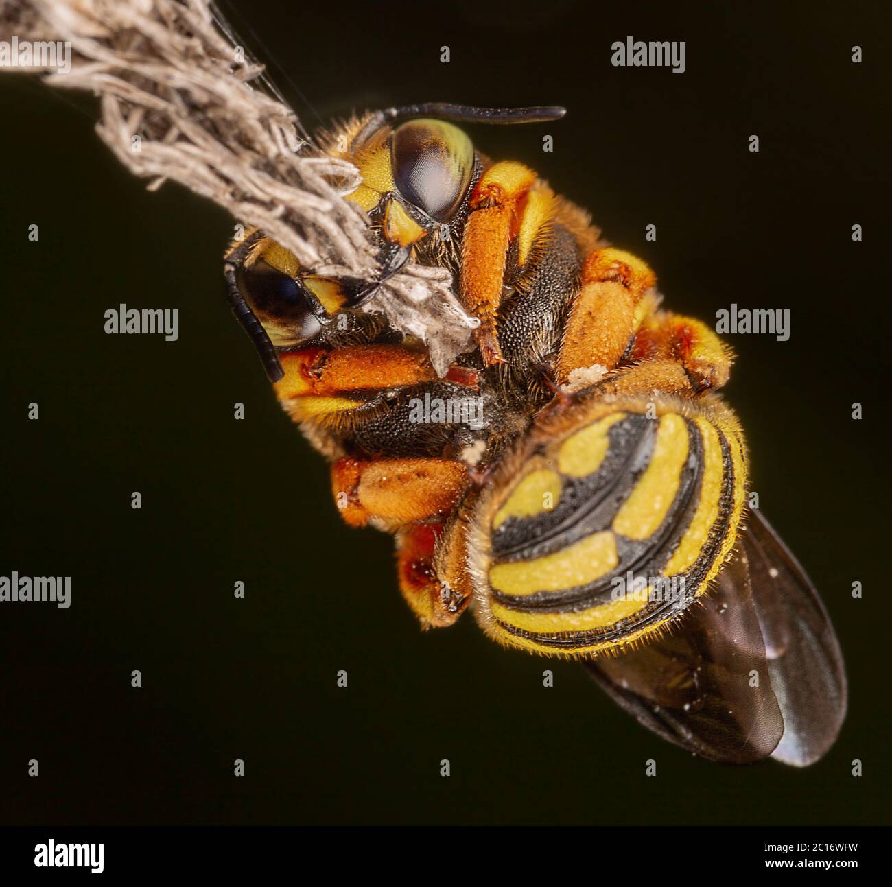 Anthidium florentinum manicatum sleeping attached to a branch with his powerful mandibles Stock Photo