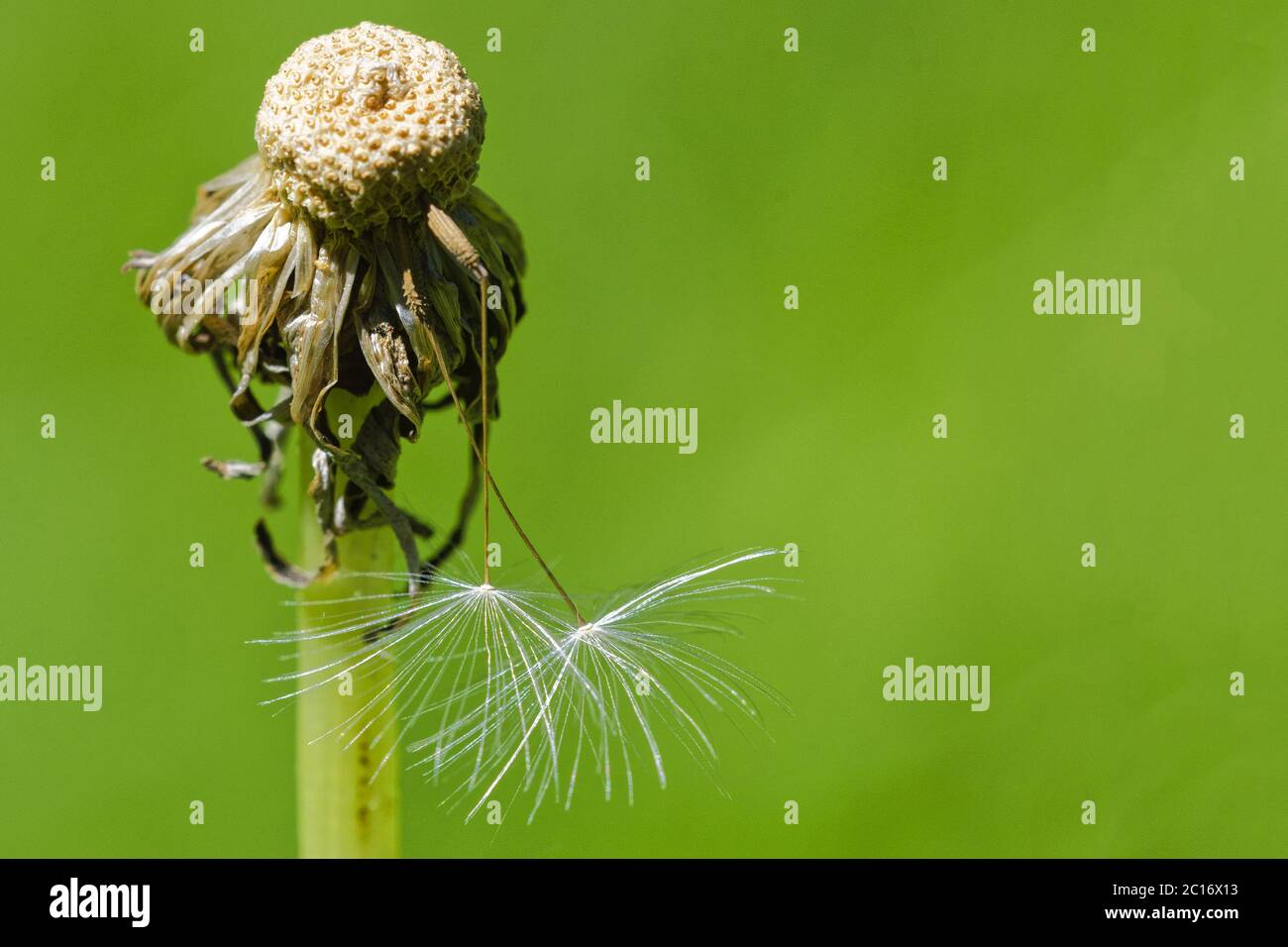 Dandelion with seeds on a blurred background Stock Photo
