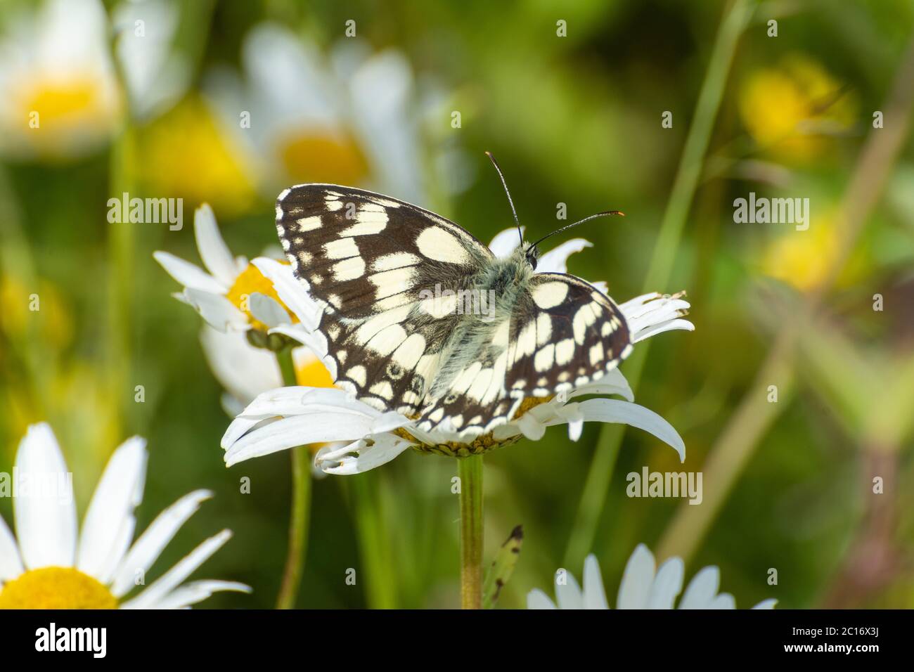 Marbled white butterfly (Melanargia galathea) nectaring on oxeye daisies in a wildflower meadow, UK Stock Photo